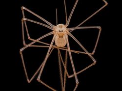 Mencengangkan! Ini Karya Jawara Kontes Foto Mikroskop