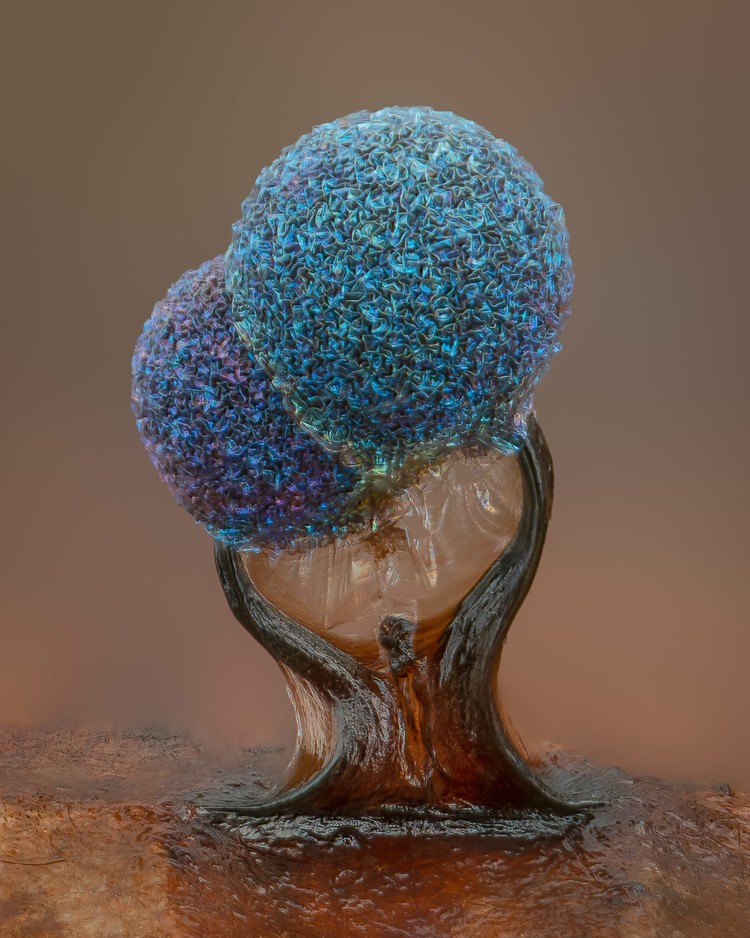Nikon Small World Photomicrography 2022