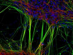 Mencengangkan! Ini Karya Jawara Kontes Foto Mikroskop