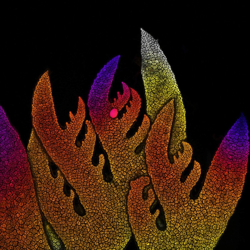 Nikon Small World Photomicrography 2022