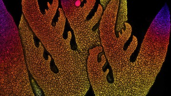 Posisi 8 karya Dr. Natanael Prunet. Menampilkan Ujung tumbuh ganggang merah Foto: Nikon Small World Photomicrography