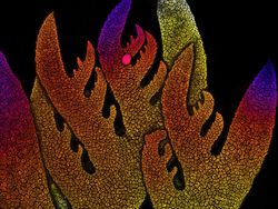 Mencengangkan! Ini Karya Jawara Kontes Foto Mikroskop