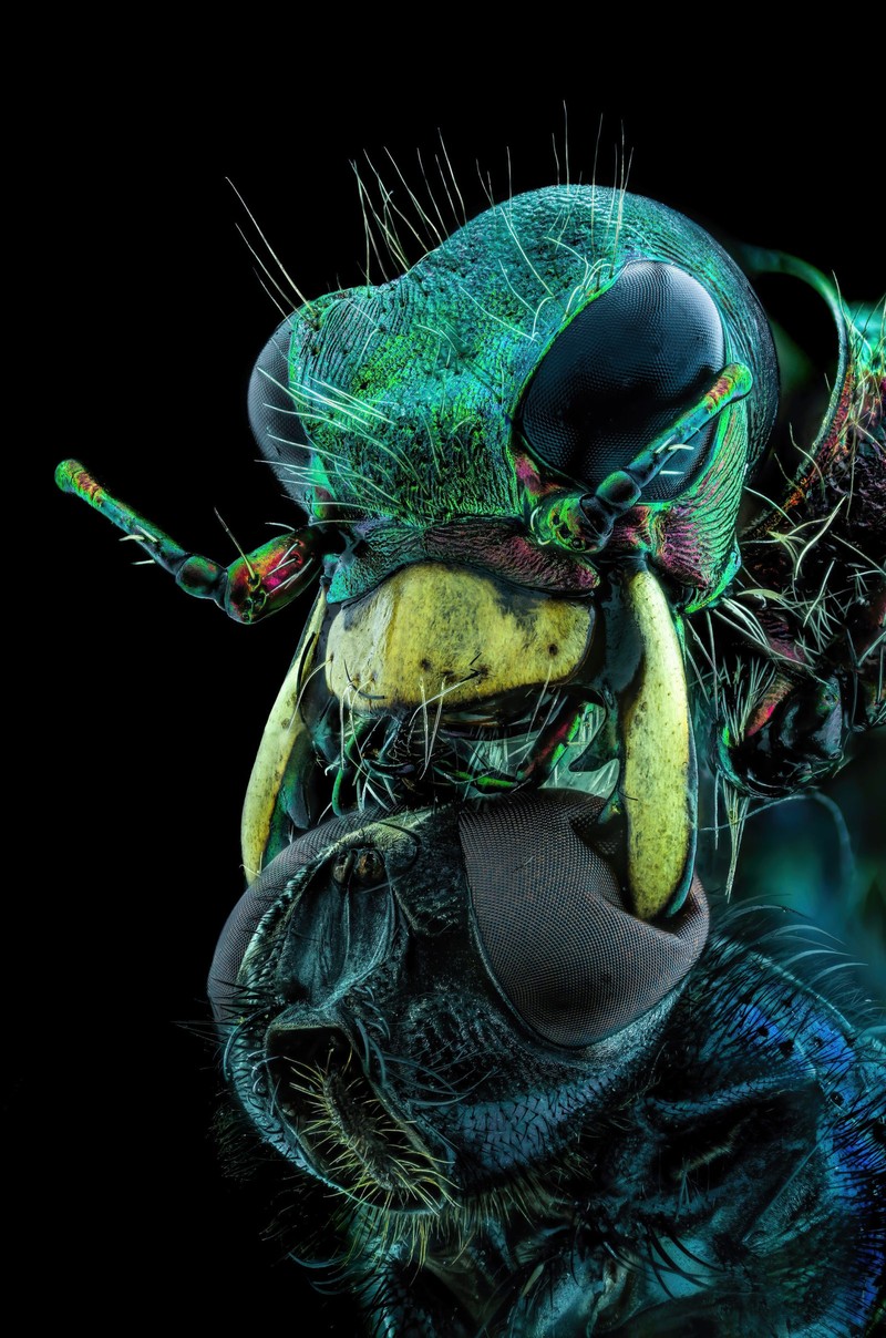 Nikon Small World Photomicrography 2022