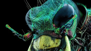 Posisi 10 karya Murat zturk menampilkan Seekor lalat di bawah dagu kumbang harimau Foto: Nikon Small World Photomicrography