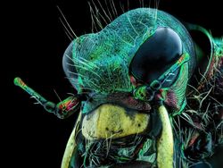 Mencengangkan! Ini Karya Jawara Kontes Foto Mikroskop