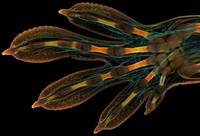 Nikon Small World Photomicrography 2022
