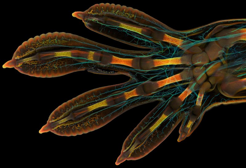 Nikon Small World Photomicrography 2022