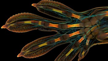 Posisi 1 karya Grigorii Timin dan Dr Michel Milinkovitch. Foto tangan embrio tokek raksasa Madagaskar Foto: Nikon Small World Photomicrography