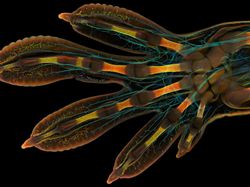 Mencengangkan! Ini Karya Jawara Kontes Foto Mikroskop