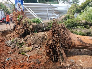 6 Pohon di Jakarta Tumbang Pagi Ini, Ada Yang Timpa Lapak Pedagang