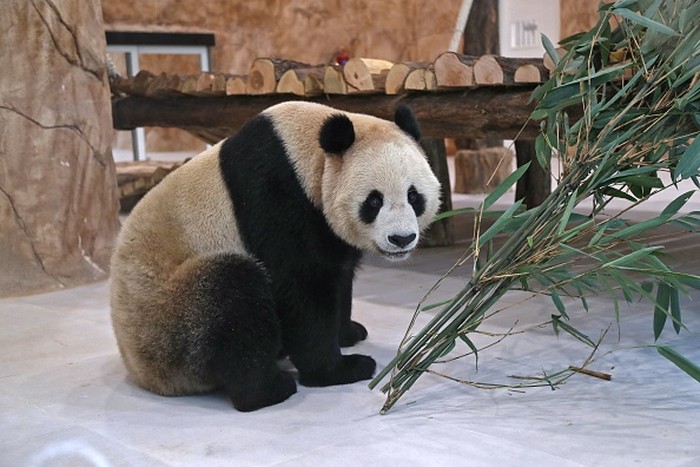 A Chinese giant panda is pictured in an enclosure at the Panda Park in Al Khor on October 19, 2022. - Qatar became the first Middle Eastern country Wednesday to receive Chinese giant pandas -- Suhail and Soraya -- who, in true Gulf fashion, took up residence in luxury air-conditioned quarters. The Chinese government sent the animals as gift to mark the World Cup that starts November 20. China has not qualified for the event, but is a major customer for Qatars natural gas. (Photo by DENOUR / AFP) (Photo by DENOUR/AFP via Getty Images)