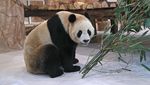 Sambut Piala Dunia 2022, China Hadiahkan Dua Panda ke Qatar