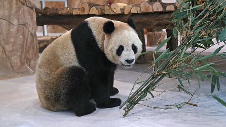 Sambut Piala Dunia 2022, China Hadiahkan Dua Panda Raksasa ke Qatar A Chinese giant panda is pictured in an enclosure at the Panda Park in Al Khor on October 19, 2022. - Qatar became the first Middle Eastern country Wednesday to receive Chinese giant pandas -- Suhail and Soraya -- who, in true Gulf fashion, took up residence in luxury air-conditioned quarters. The Chinese government sent the animals as gift to mark the World Cup that starts November 20. China has not qualified for the event, but is a major customer for Qatars natural gas. (Photo by DENOUR / AFP) (Photo by DENOUR/AFP via Getty Images)