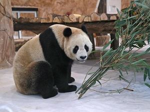 Tanda Cinta China Untuk Qatar, Panda Suhail dan Soraya