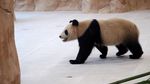 Sambut Piala Dunia 2022, China Hadiahkan Dua Panda ke Qatar