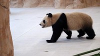 Panda betina bernama Soraya berjalan di penampungannya di Taman Rumah Panda di Al Khor, Doha, Qatar, Rabu (19/10/2022). Panda ini dikirim dari China ke Qatar sebagai hadiah untuk menyambut Piala Dunia 2022.  