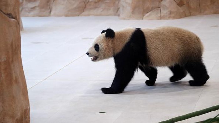 A Chinese giant panda is pictured in an enclosure at the Panda Park in Al Khor on October 19, 2022. - Qatar became the first Middle Eastern country Wednesday to receive Chinese giant pandas -- Suhail and Soraya -- who, in true Gulf fashion, took up residence in luxury air-conditioned quarters. The Chinese government sent the animals as gift to mark the World Cup that starts November 20. China has not qualified for the event, but is a major customer for Qatar's natural gas. (Photo by DENOUR / AFP) (Photo by DENOUR/AFP via Getty Images)