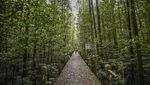 Sang Primadona di Konservasi Mangrove Tarakan
