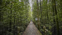 Pemandangan dari KKMB yang dikelilingi oleh pepohonan yang tinggi. Selain itu juga berhasil menambah populasi tanaman tarap hingga 673 pohon dan mengkonservasi 27 jenis mangrove.