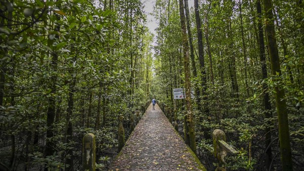 Pemandangan dari KKMB yang dikelilingi oleh pepohonan yang tinggi. Selain itu juga berhasil menambah populasi tanaman tarap hingga 673 pohon dan mengkonservasi 27 jenis mangrove. Pemandangan dari KKMB yang dikelilingi oleh pepohonan yang tinggi. Selain itu juga berhasil menambah populasi tanaman tarap hingga 673 pohon dan mengkonservasi 27 jenis mangrove.