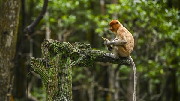 Seekor bekantan (Nasalis larvatus) duduk di pinggir batang pohon. Bekantan ini merupakan salah satu logo taman rekreasi di Jakarta Utara.