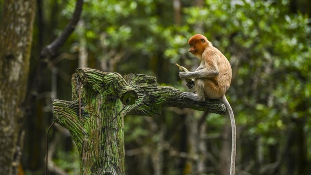 Si Bekantan atau Logo Dufan Ini, Ada di Konservasi Mangrove Tarakan Seekor bekantan (Nasalis larvatus) duduk di pinggir batang pohon. Bekantan ini merupakan salah satu logo taman rekreasi di Jakarta Utara.