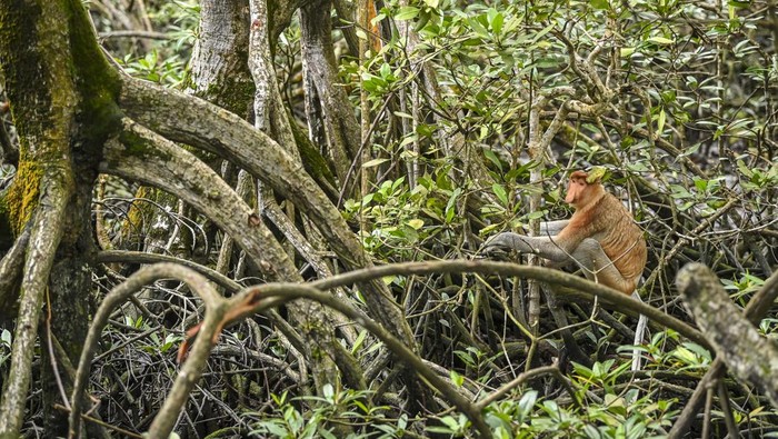 Bekantan bertengger di akar mangrove. Tanpa kalian sadari, ternyata hewan bekantan ini merupakan logo sekaligus badut di Dunia Fantasi (DuFan), Ancol, Jakarta Utara.