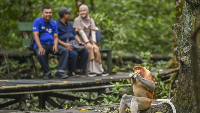 Pengunjung melihat hewan bekantan yang sedang menyantap pisang. Pada tahun 2022, PT Pertamina Hulu Indonesia Regional 3 Zona 10 Tarakan Field di KKMB berhasil meningkatkan populasi bekantan (Nasalis larvatus) dari 31 ekor menjadi 45 ekor.