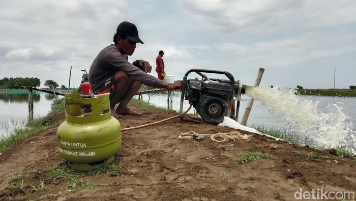 Siwo, petambak ikan di Indramayu.