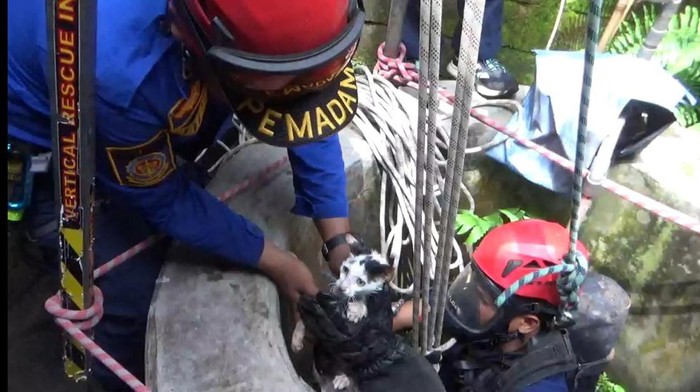Tim Damkar dan SAR evakuasi kucing di Karangnongko, Kamis (20/10/2022).