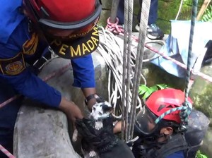 Dramatis! Damkar Klaten Selamatkan Kucing 24 Jam Terjebak dalam Sumur