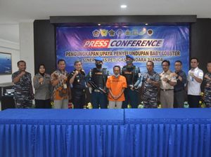 TNI AL Gagalkan Upaya Penyelundupan Baby Lobster Rp 1,3 M ke Singapura