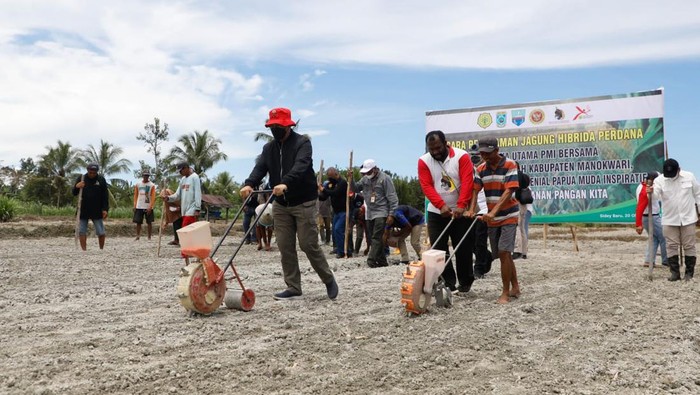 Penanaman jagung perdana dimulai oleh Deputi IV Bidang Intelijen Ekonomi BIN Made Kartikajaya, diikuti Koordinator Papua Muda Inspiratif (PMI) Prov. Papua Barat Simon Tabuni, para petani milenial, perwakilan  kelompok tani dan perwakilan Forum Koordinasi Pimpinan Daerah (Forkopimda) Kab. Manokwari.