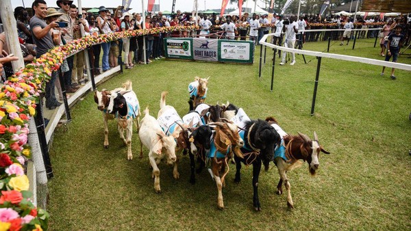 Di Uganda, balap kambing sudah dimulai sejak tahun 1993 dengan tajuk acara Royal Ascot Goat Races. Acara ini merupakan lomba balap amal yang tiap tahun digelar. (Isaac Kasamani/AFP/Getty Images)