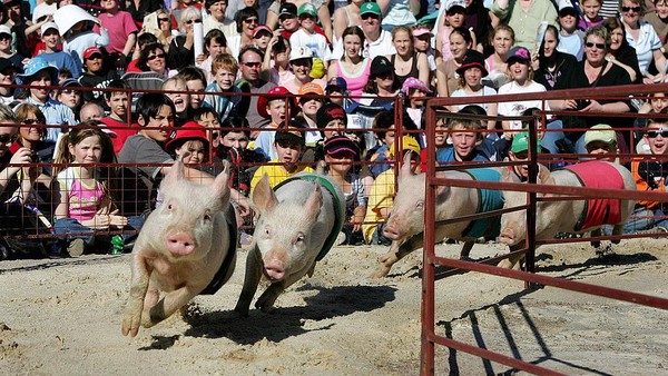 Balap babi mungkin jarang ditemukan di wilayah Indonesia, namun marak digelar di negara-negara lain. Salah satunya seperti yang terlihat di Melbourne, Australia, ini. (William West/AFP/Getty Images)