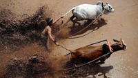Lomba balap sapi atau kerbau hingga kini masih marak ditemukan di Indonesia. Di Tanah Datar, Sumatera Barat, balap sapi atau disebut juga Pacu Jawa menjadi acara tradisional yang rutin digelar tahunan. (Robertus Pudyanto/Getty Images)