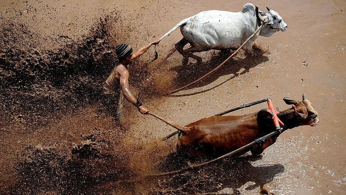 A jockey spurs the cows during Pacu Jawi at Tabek village, Pariangan district on August 14, 2016 in Tanah Datar, Indonesia. Pacu Jawi (traditional cow racing) is held annually in muddy rice fields to celebrate the end of the harvest season by the Sumatrans people in Tanah Datar regency. Jockeys grab the tails of the bulls and skate across the mud barefoot balancing on a wooden plank to show the strength of their bulls who are later auctioned to buyers. This event has been around for hundreds of years and was originally an activity undertaken by the farmers after harvest season for leisure as well as a means of entertainment for local people and thanksgiving ritual before start planting season. Nowadays, this Pacu Jawi attracts both local and international tourists to come (Photo by Robertus Pudyanto/NurPhoto via Getty Images)