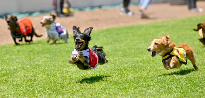 Cypress, CA - July 11: Rowdy, left, runs past another Dachshunds during practice for the 25th Annual Wienerschnitzel Weiner Nationals at Los Alamitos Race Course in Cypress, CA, on Monday, July 11, 2022. (Photo by Jeff Gritchen/MediaNews Group/Orange County Register via Getty Images)