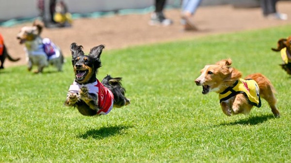 Hewan menggemaskan seperti anjing juga punya ajang balapnya. Seperti yang digelar di California, Amerika Serikat, ini. (Jeff Gritchen/Getty Images)