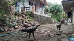 Melihat Kampung Mati Majalengka yang Kembali Ramai