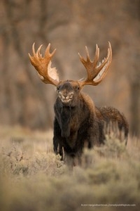 Comedy Wildlife Photography Awards 2022