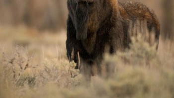  Shark Moose Oleh Jorn Vangoidtsenhoven Foto: Comedy Wildlife Photography Awards