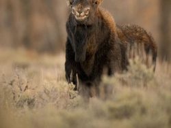 Karya Finalis Kontes Foto Kocak Hewan, Asli Bikin Ngakak!
