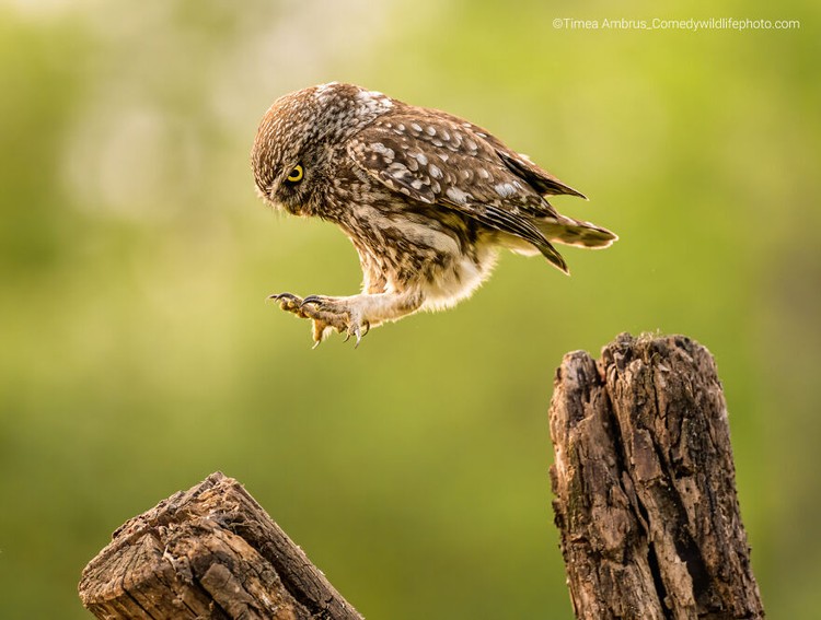 Comedy Wildlife Photography Awards 2022
