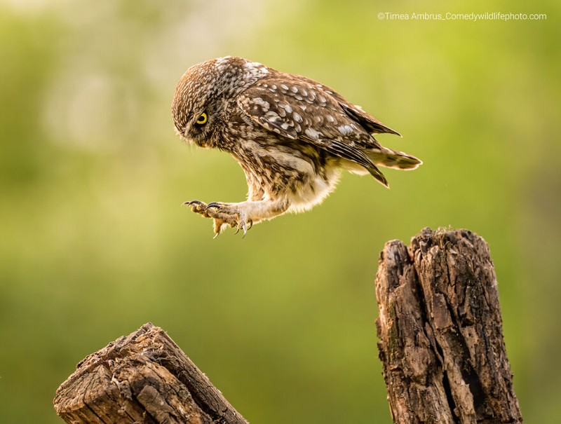 Comedy Wildlife Photography Awards 2022