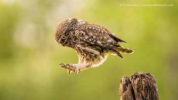 Saya Melompat Bukannya Terbang Oleh Tímea Ambrus Foto: Comedy Wildlife Photography Awards