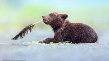 Apa yang Harus Saya Tulis Selanjutnya Oleh Torie Hilley Foto: Comedy Wildlife Photography Awards