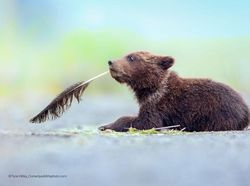 Karya Finalis Kontes Foto Kocak Hewan, Asli Bikin Ngakak!