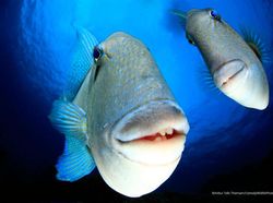 Karya Finalis Kontes Foto Kocak Hewan, Asli Bikin Ngakak!