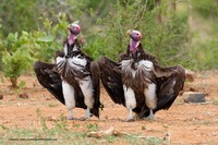 Comedy Wildlife Photography Awards 2022